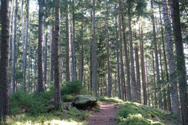 Das Prinzip Waldsterben