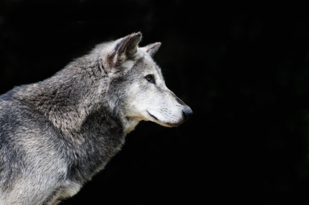Politisch korrekt bis in den Wolfstod