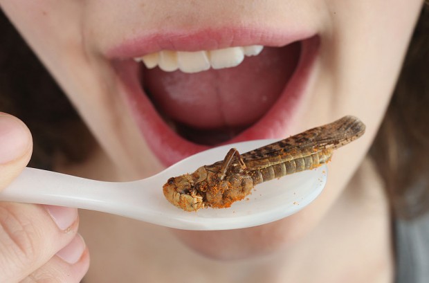 Fleisch für die Welt: Auch Kakerlaken müssen kacken