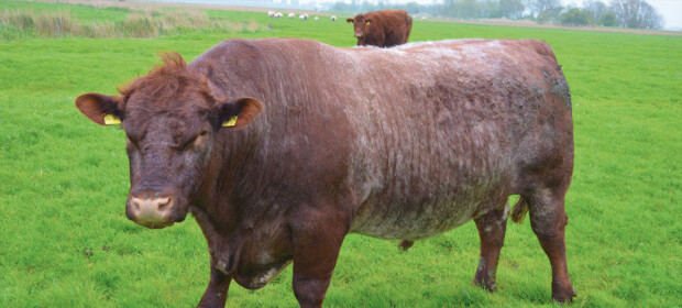 Fleischzeit am Ende der Kühlkette