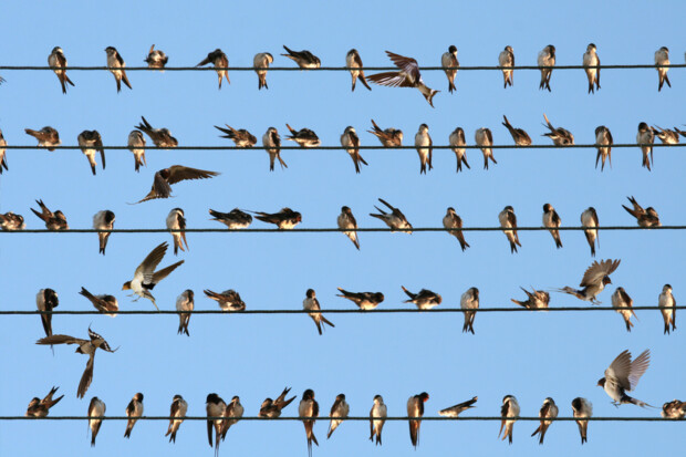 Twitter-Aktien fallen nach Sperrung von Trump-Konto