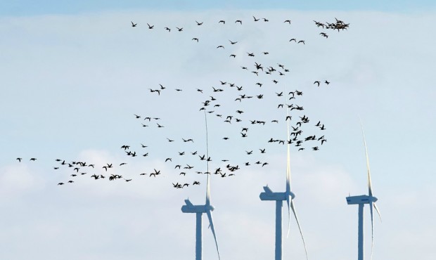 Wenn Vögel grüne Pläne sabotieren