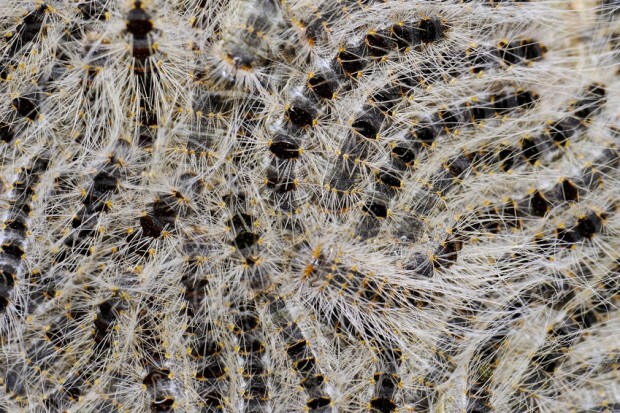 Insektensterben: Die Medien gehen in jede grüne Falle