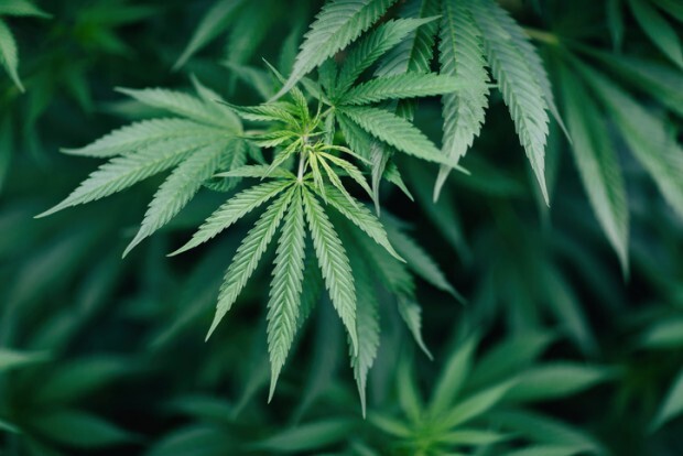 Cannabis-Legalisierung: verantwortungslose Veteranen-Veranstaltung