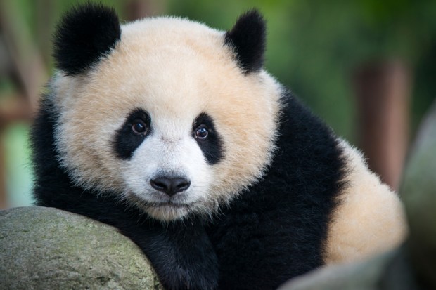 Erst stirbt der Mensch, dann der Panda