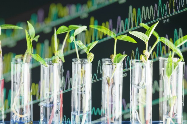 Gentechnik in der EU:  Der Aufschrei der Wissenschaftler 