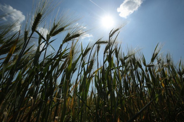 Weltweiter Kampf gegen Glyphosat