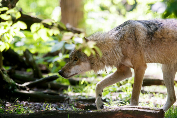 Peter und der gute Wolf auf artgerechter Jagd