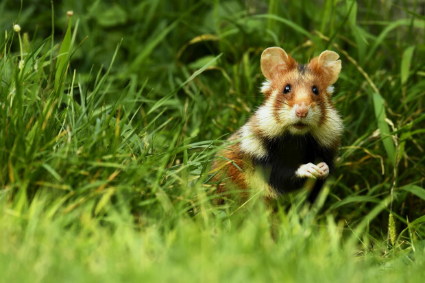 Tierisch, tierisch, tierisch