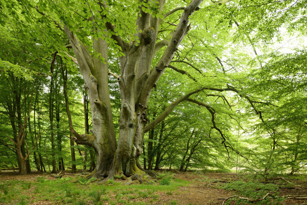 Todesurteil für Reinhardswald: Monster-Windräder in Grimms Märchenwald