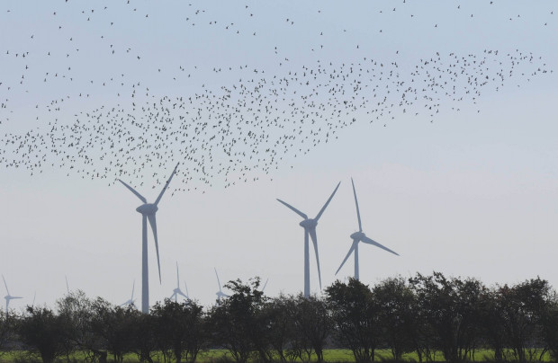 Windkraftlobby und »Aktionsplan« für mehr Windräder: Aufweichung des Artenschutzes