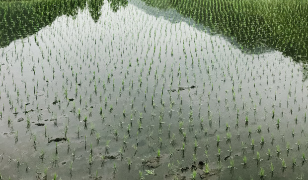 258 PS, Diesel und die Kunst des Reispflanzens