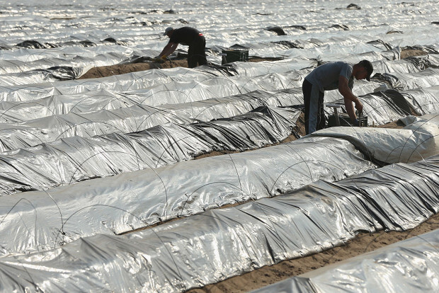 CDU-Abgeordneter will Dienstpflicht für Zuwanderer  