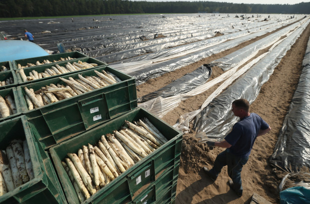Die neuen Spargelstecher sind die alten