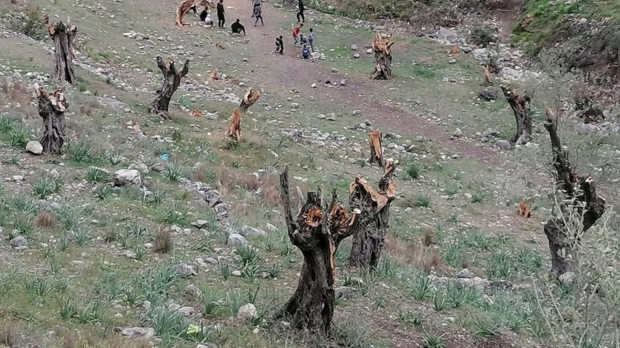 Asylbewerber plündern Kirchen, Häuser und Olivenhaine