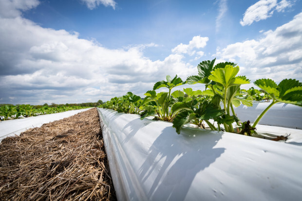 Arbeitslose Zuwanderer als Erntehelfer meist nicht geeignet