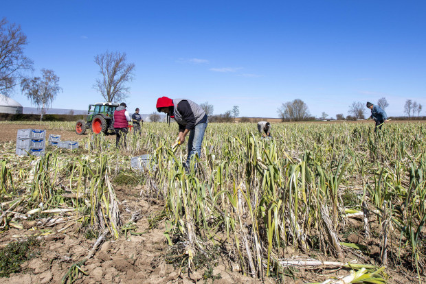 Corona-Groteske: Das Konzeptpapier der Regierung für Erntehelfer
