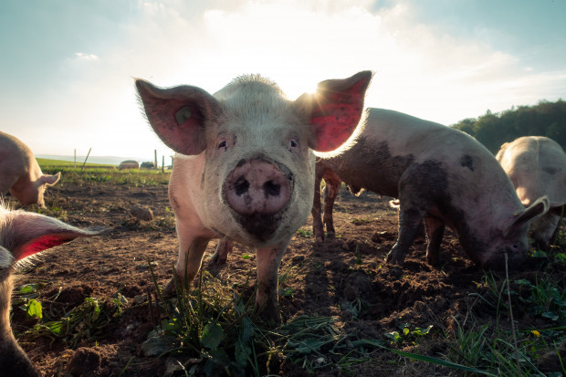 Was die Bundeszentrale für politische Bildung aus der „Farm der Tiere“ macht