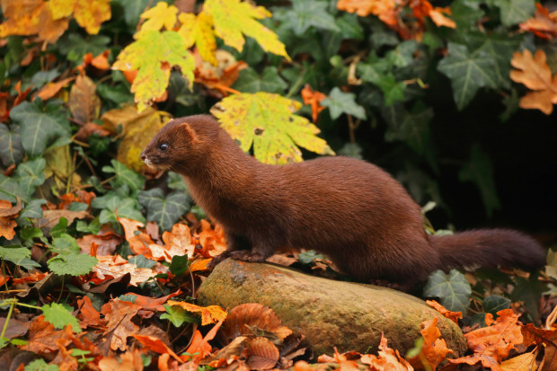 Sorge vor Covid-19-Pandemie zeigt grausige Zustände auf dänischen Nerzfarmen auf