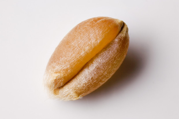 Das Weizenkorn, ein genetisches Monster