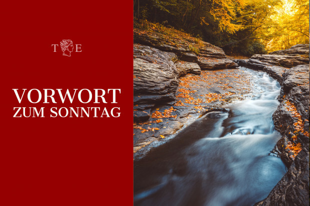 Die Klugheit der Schafe unter den Wölfen