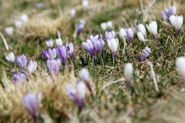 Ein bißchen Frühling für die Freiheit