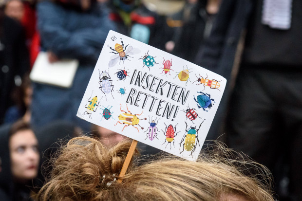 Den Insekten geht´s wie Menschen: Eine Maßzahl bestimmt über Leben und Tod