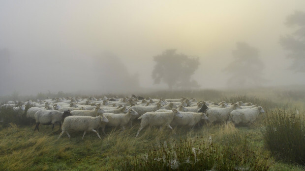 Maaßen, die Partei-Schafe und Miss Maple