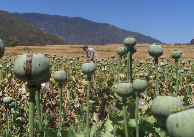 Tummelplatz der Drogenbarone