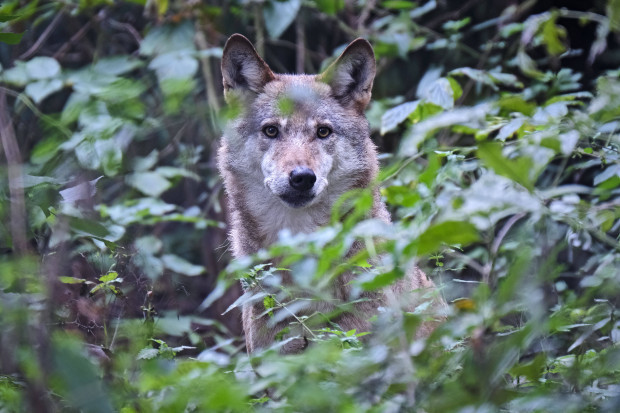 Von Wölfen, romantischen Städtern und Deichen ohne Schafe