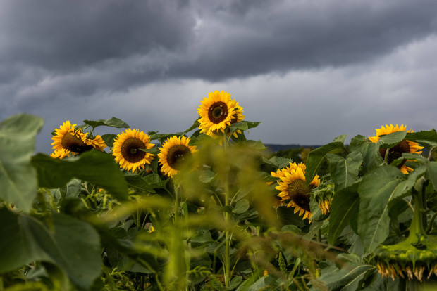 Die guten Rassisten des grünen Milieus