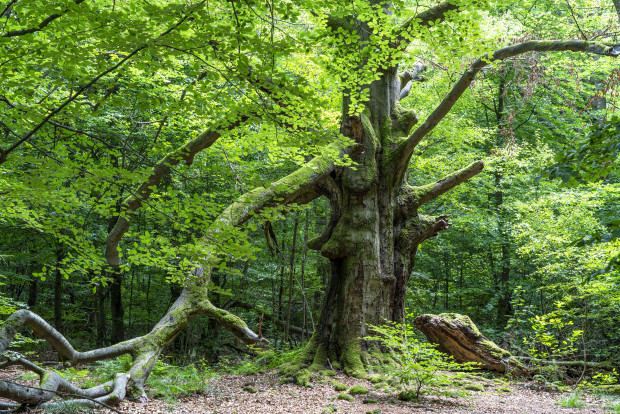 Grimms Märchenwald wird abgeholzt