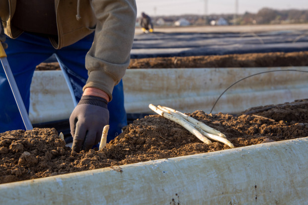 SPD-Hessen Süd fordert: Gemeinsame Agrarpolitik verschieben