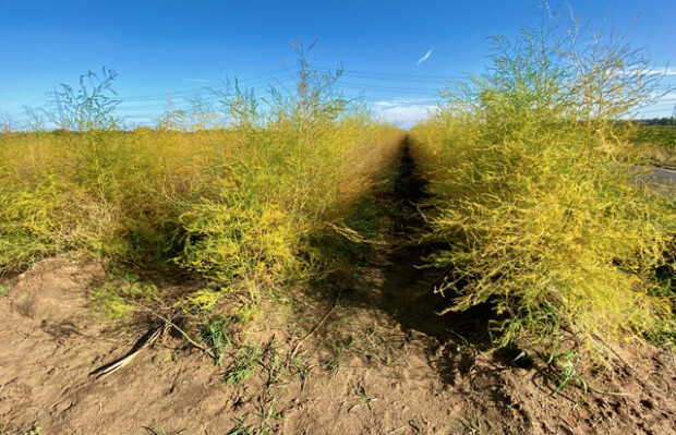 Teuerung lässt Gemüse auf den Feldern verderben