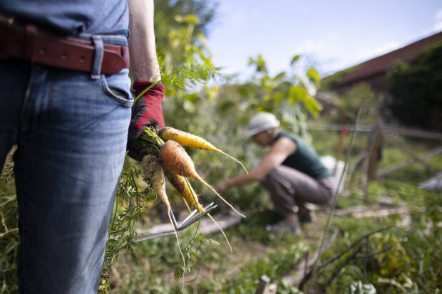 Die Energiewende schadet ausgerechnet der Bio-Landwirtschaft