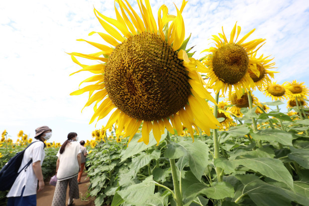 Die 10 unsinnigsten Sprüche zur Energiewende