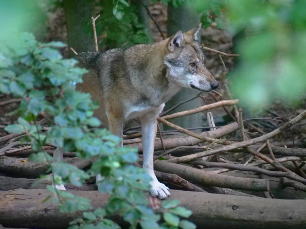 Wolf reißt von der Leyens Liebling und steht jetzt zur Diskussion