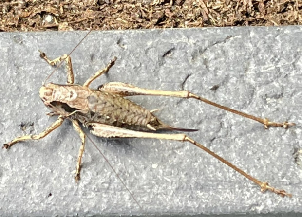 Verschreckt, es wurmt: Knusprige Heuschrecken und fette Mehlwürmer