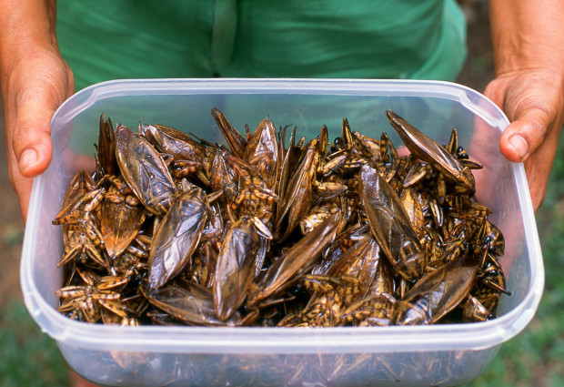 Sollen Insekten statt Rinder und Schweine sterben?