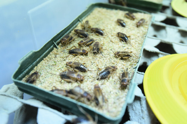 Reaktionen auf die EU-Erlaubnis von Insekten als Nahrungsmittel