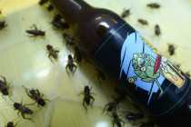 Warum Insekten im Bier? Supermarktketten zur neuen EU-Ekel-Ess-Verordnung