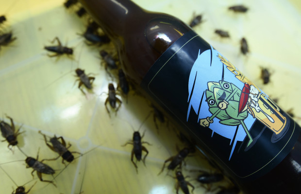 Warum Insekten im Bier? Supermarktketten zur neuen EU-Ekel-Ess-Verordnung