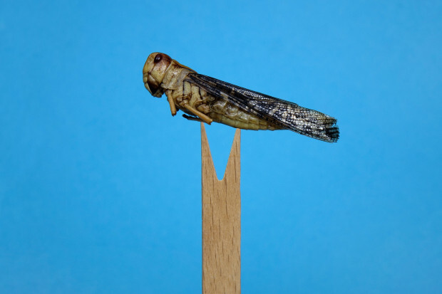 Insekten: Vom „Genussmittel“ für Snobs zum Klimaretter