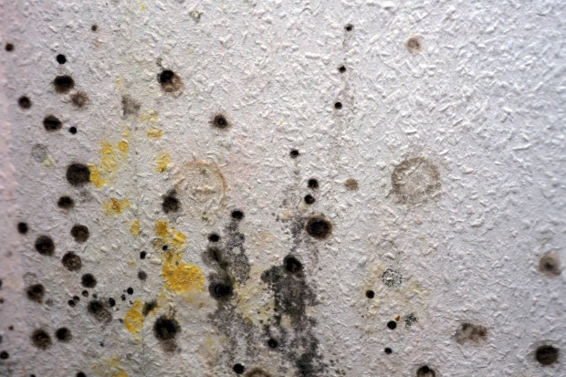 Weniger geheizt: In Berlin verschimmeln die Wohnungen