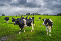 Bizarres Modell würde Tod für 200.000 irische Kühe bedeuten