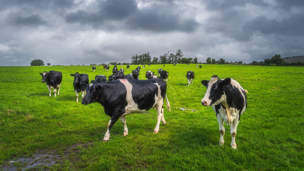 Für Kampf gegen Klimawandel: Todesurteil für 200.000 irische Kühe