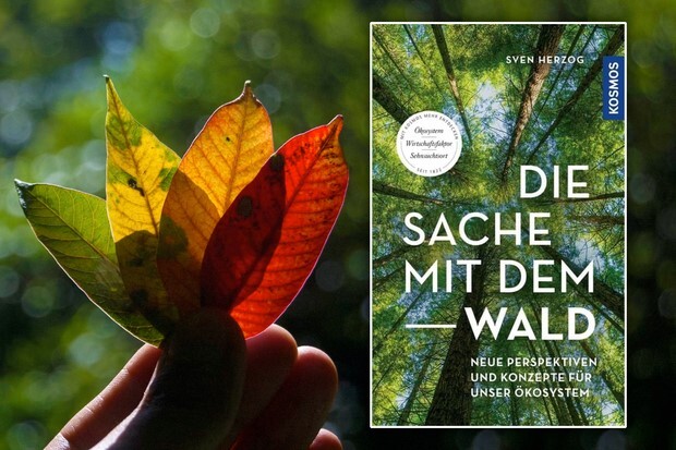 Was Sie schon immer über den Wald wissen wollten …