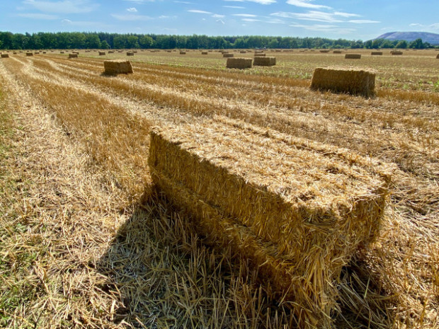 Im noch vollen Supermarkt sieht man nichts davon