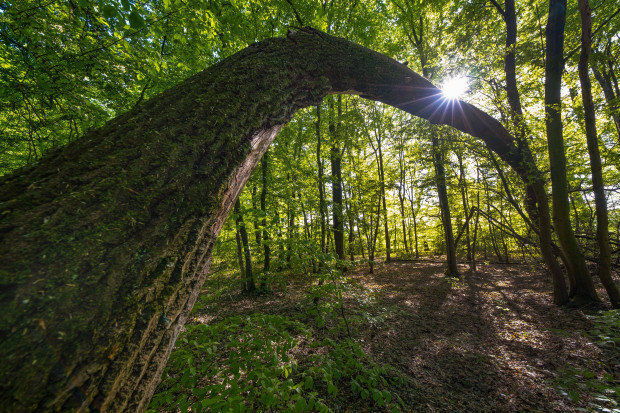 Die Waldbürger auf Achse – für einen gesunden Wald ohne Windräder
