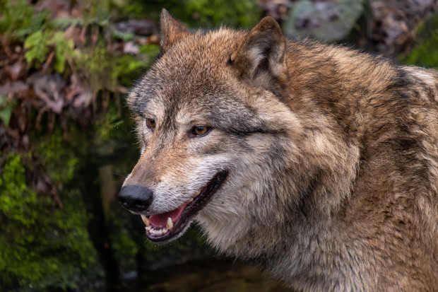 Niedersachsen: Wolf greift Schafherde an – 55 Tiere tot